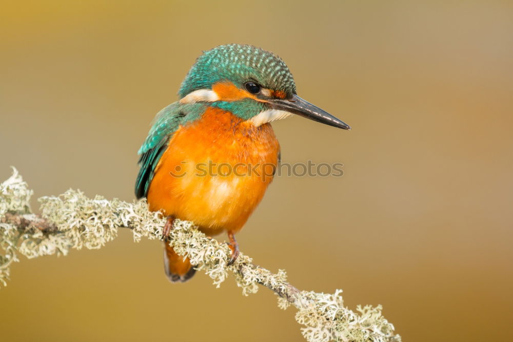 Similar – Kingfisher bird preening on a branch with a green background