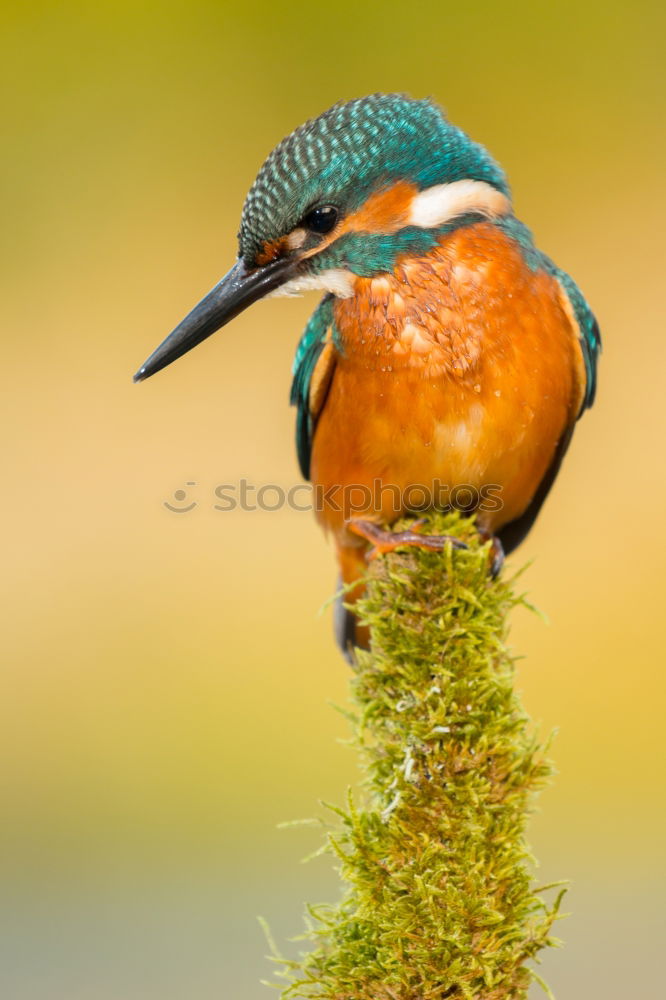 Similar – The Common Kingfisher