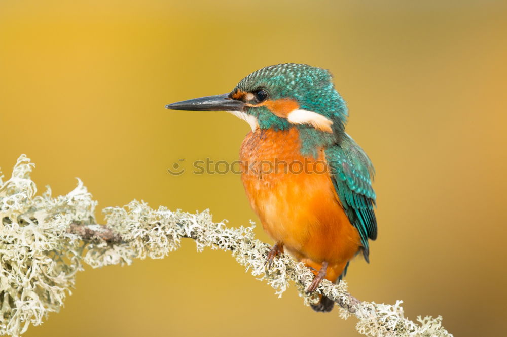 Similar – Kingfisher bird preening on a branch with a green background