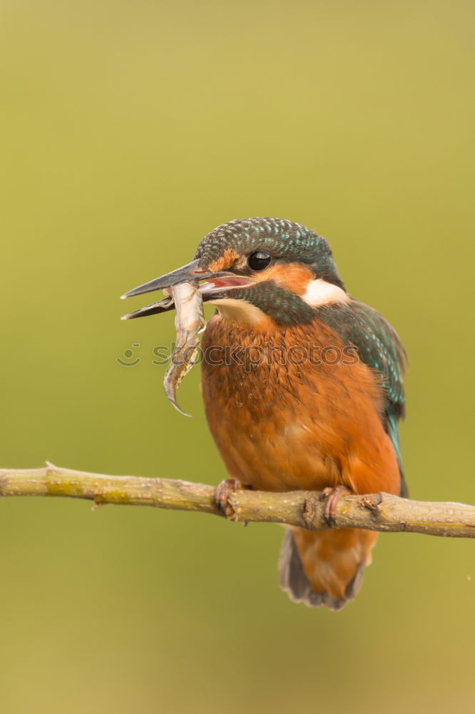 Similar – Nuthatch on a tree trunk