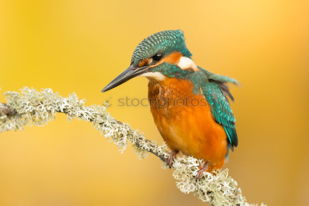 Similar – The Common Kingfisher