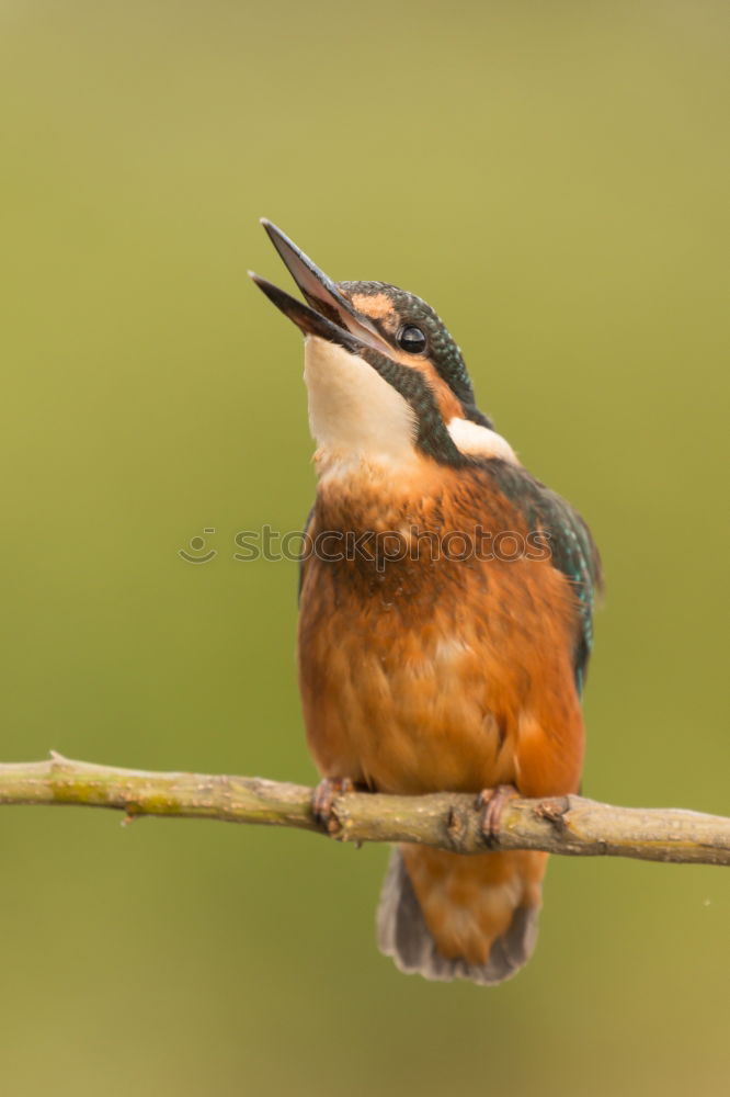 Similar – Nuthatch on a tree trunk