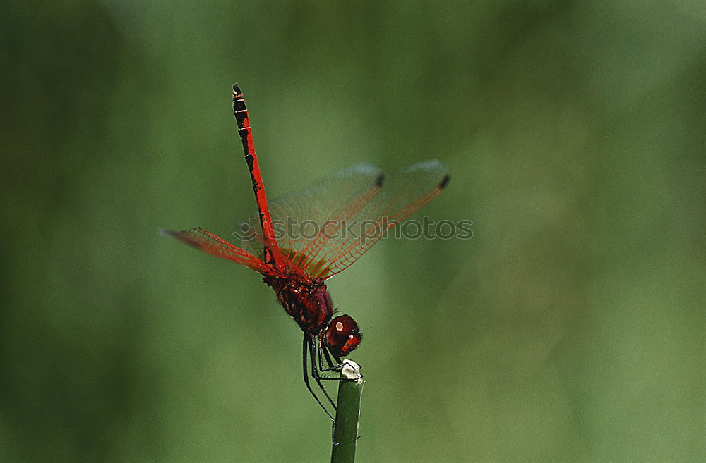 Similar – Image, Stock Photo Garden fright (1) Nature