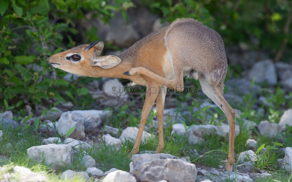 Similar – Image, Stock Photo Deer in forest Forest