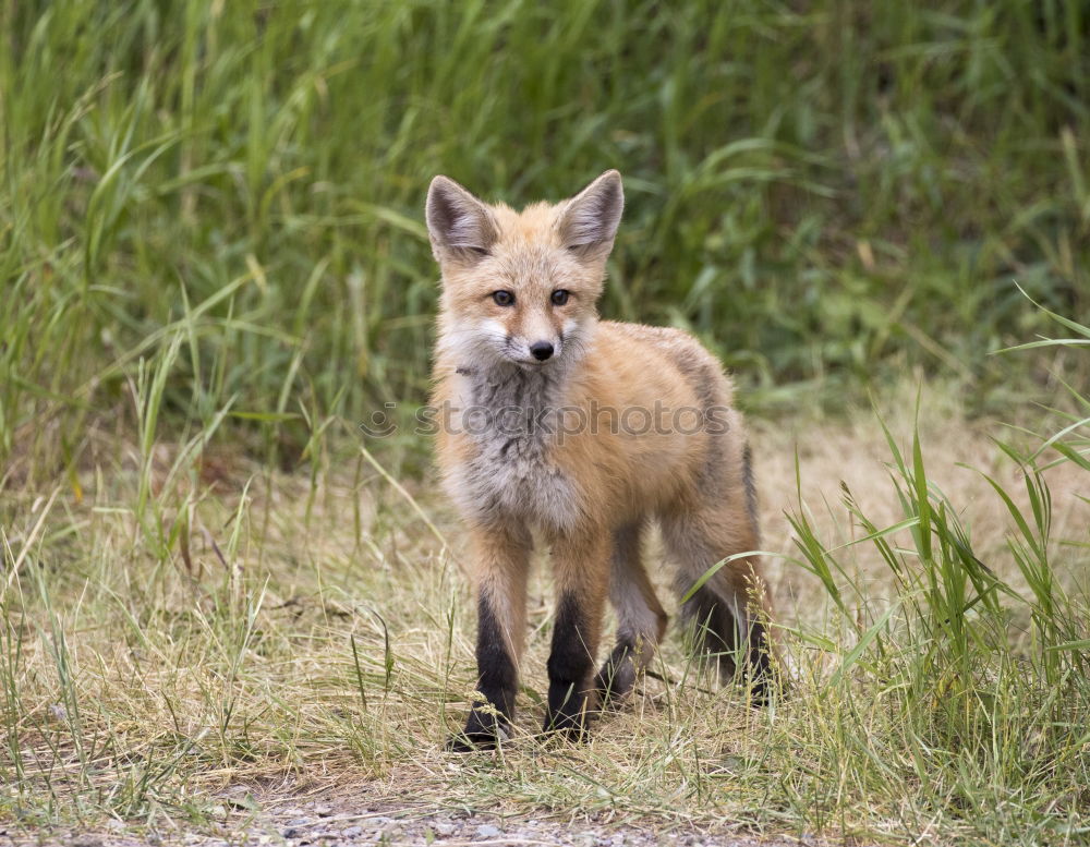 Similar – cute young red fox