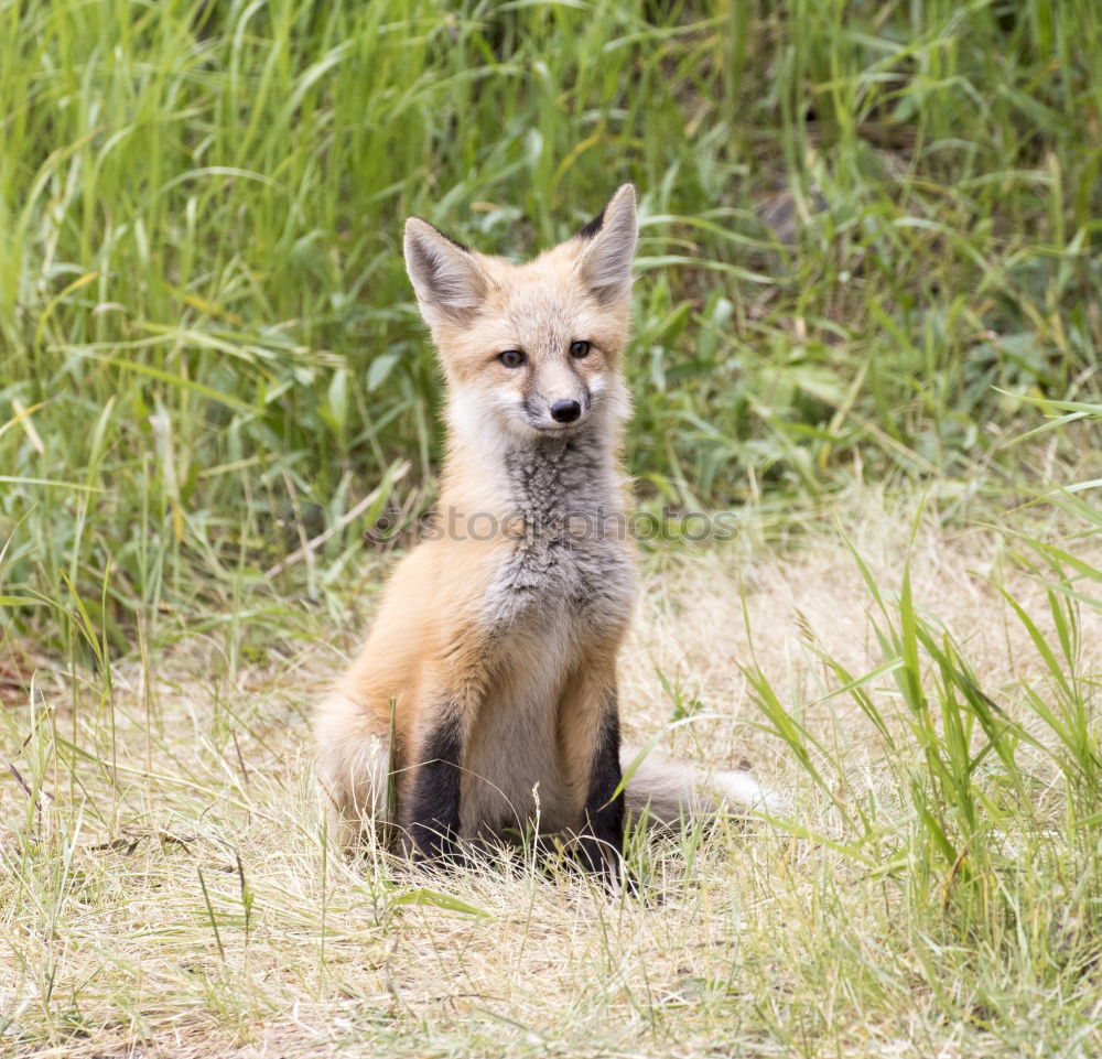 Similar – curious fox cub looking at the camera