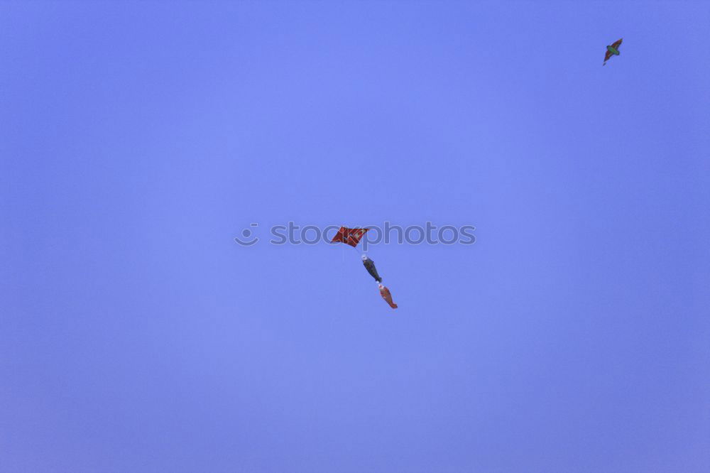 Similar – Image, Stock Photo stink boots Crow Hawk