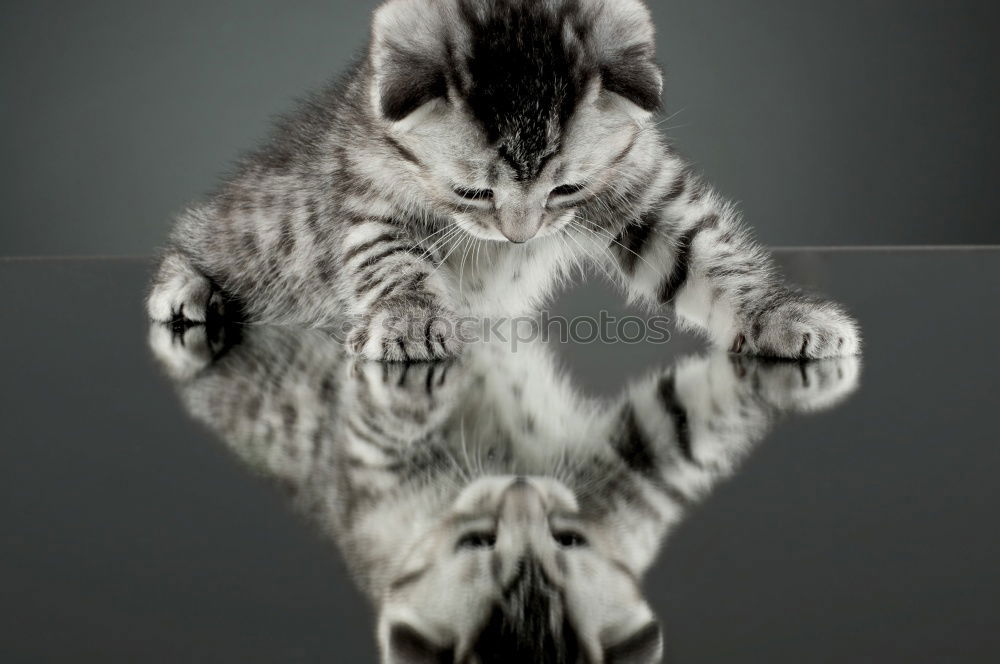 Similar – Image, Stock Photo hangover Cat Man Black