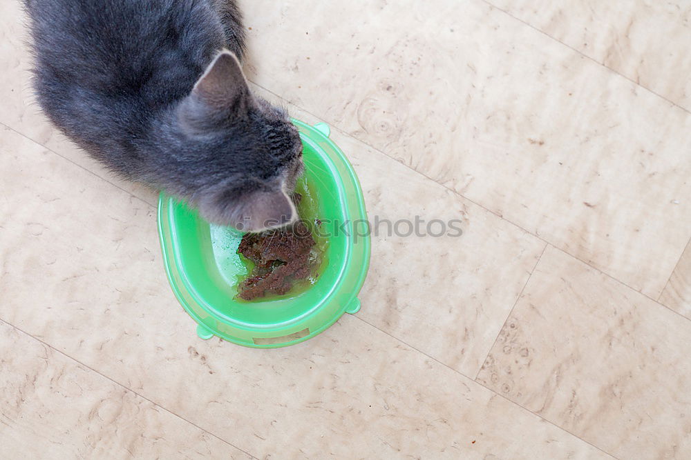 Similar – Image, Stock Photo cute small dog sitting and waiting to eat