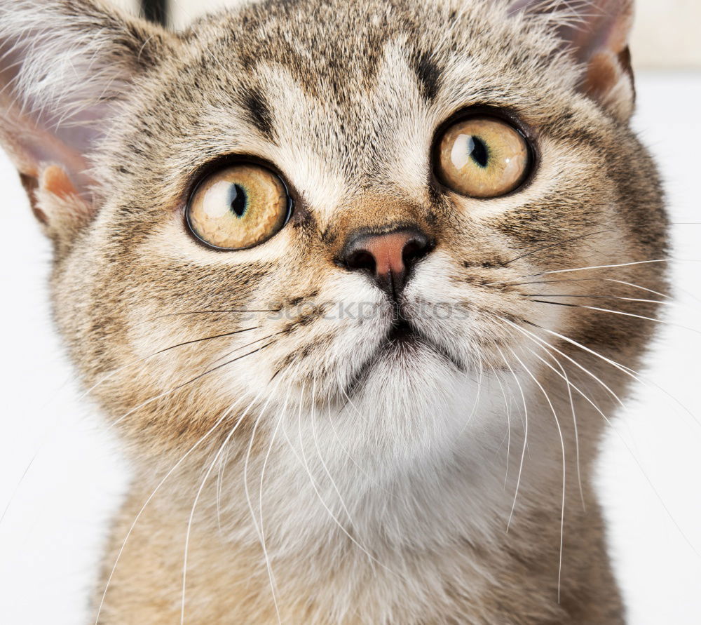 Similar – Image, Stock Photo look at me Pet Desire cat