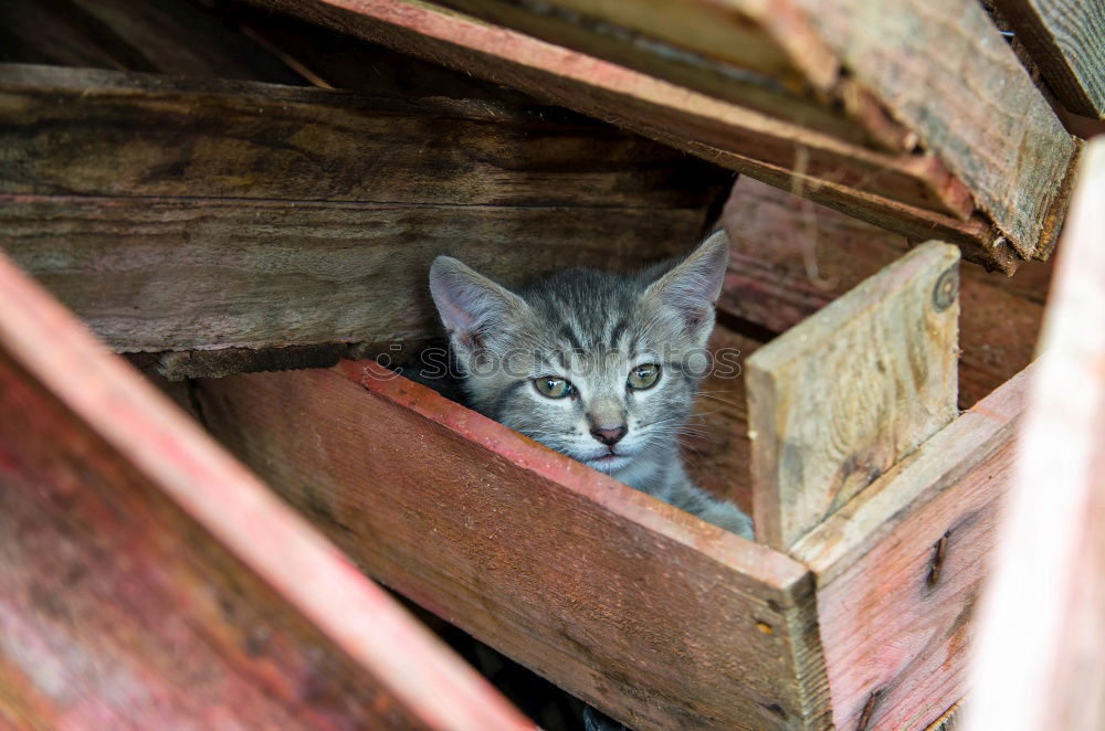 Similar – little cat dozes in hiding