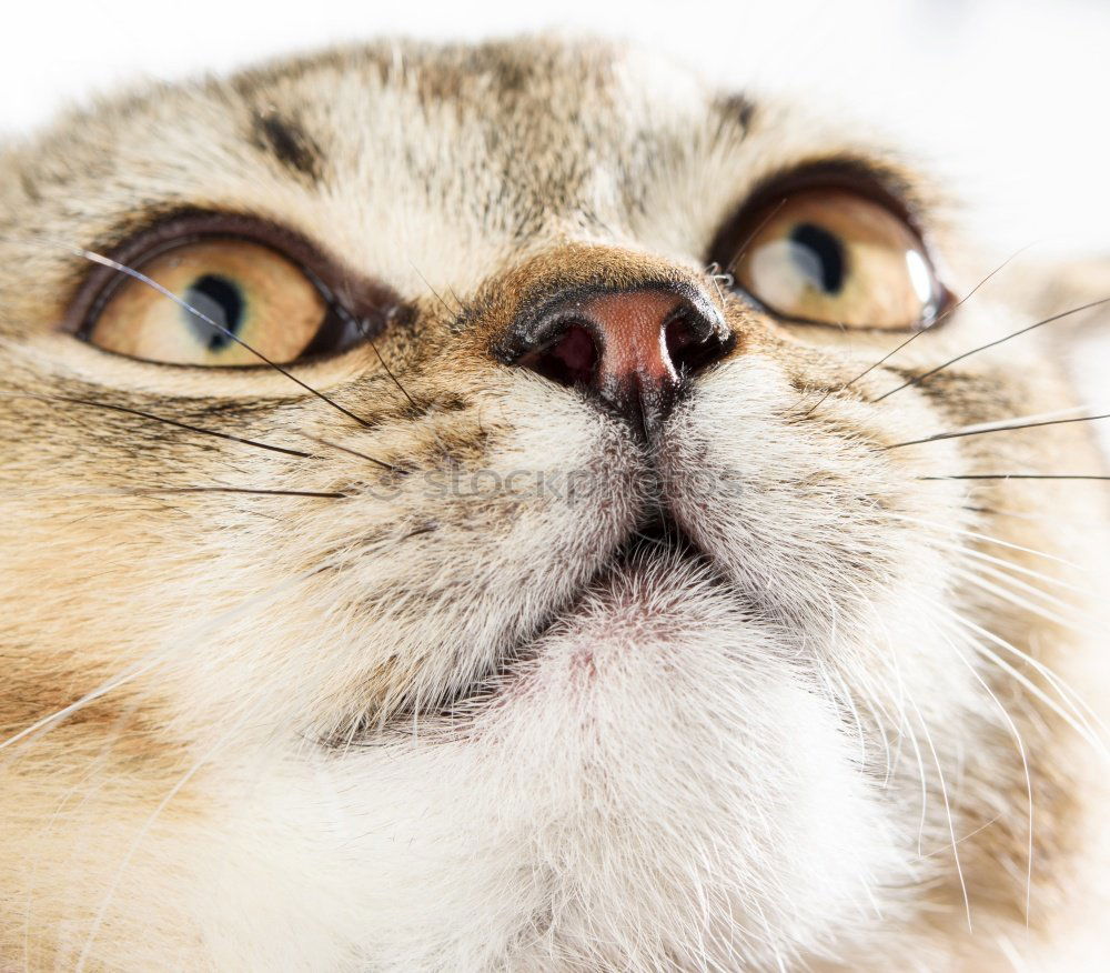 Similar – Image, Stock Photo please a little more!