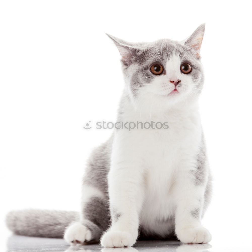 Similar – Image, Stock Photo Malignant Cat Cool (slang)