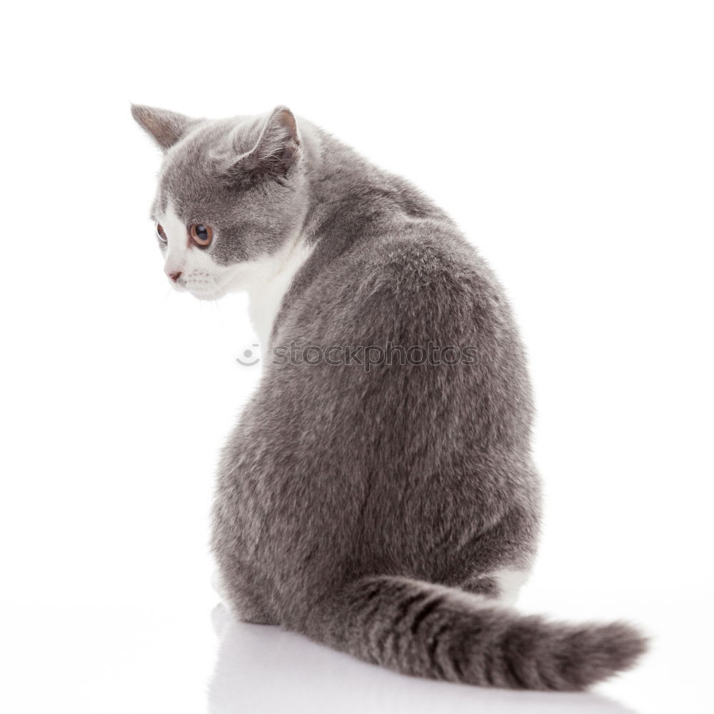 Similar – Image, Stock Photo Malignant Cat Cool (slang)