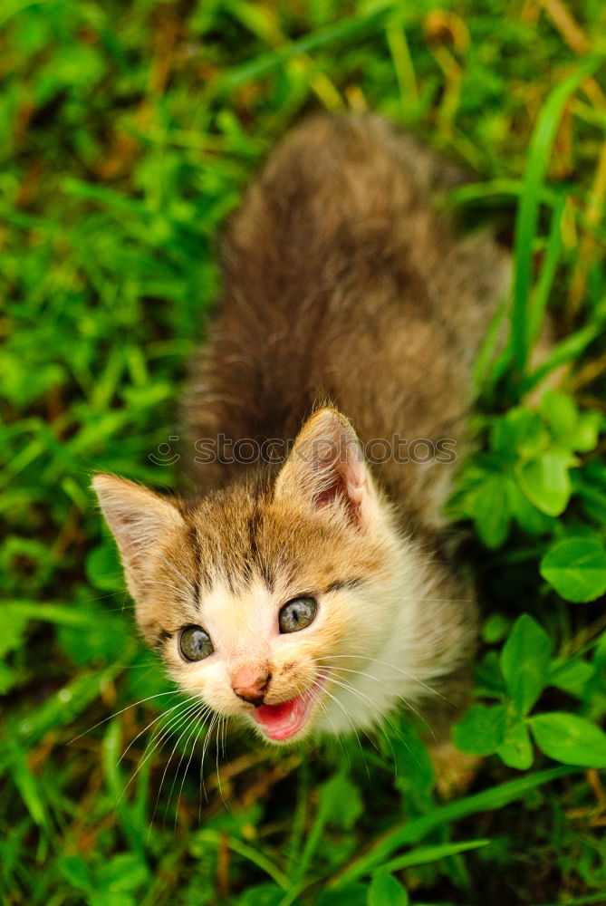 Similar – cornerstone Garden Cat 1