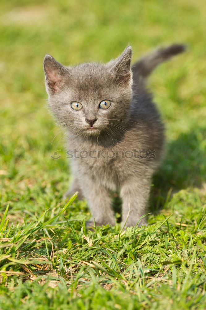 Image, Stock Photo cat music Colour photo