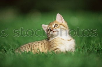 Similar – Image, Stock Photo On the lookout Nature