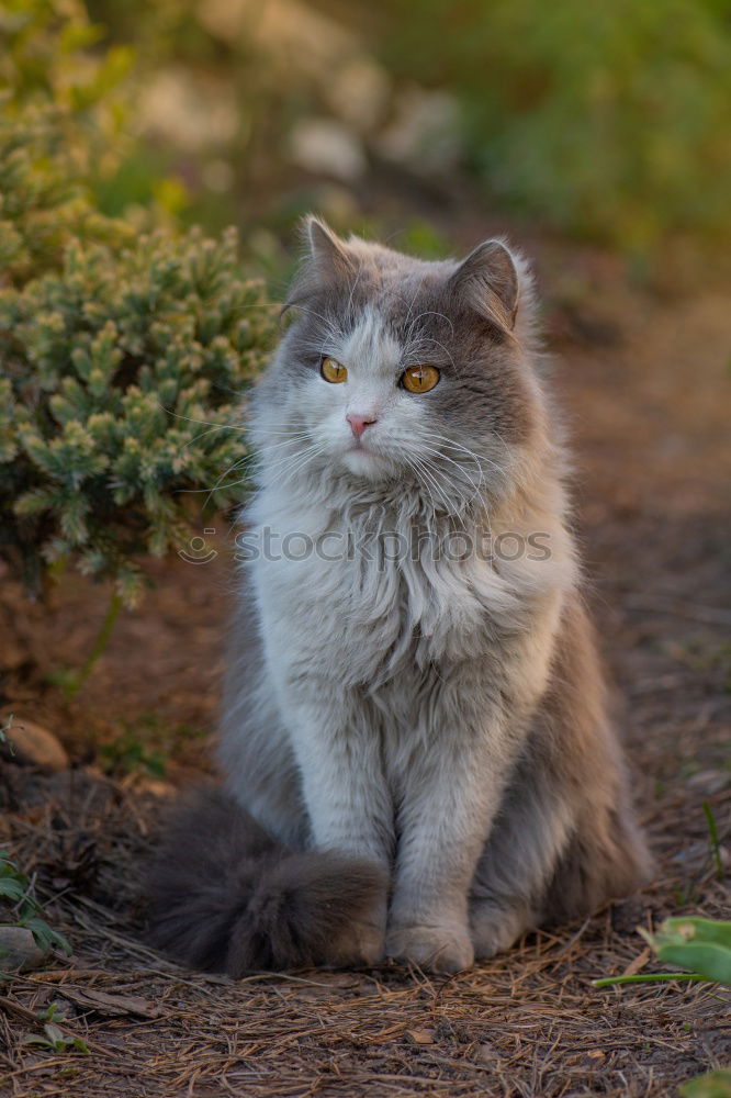 Similar – Image, Stock Photo A Friendly Earth Grass