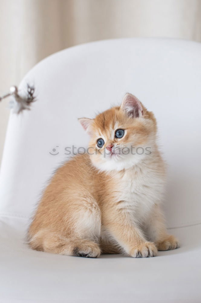 Similar – Image, Stock Photo Another cat. Meat Animal