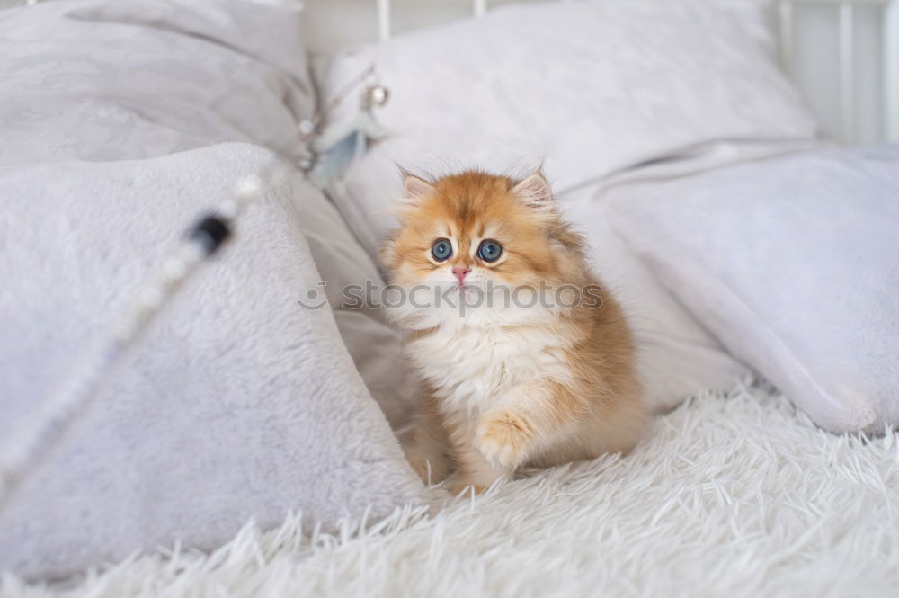 Similar – Image, Stock Photo tasty, tasty!! Animal Pet