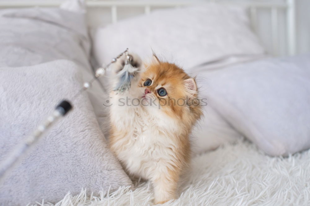 Similar – Image, Stock Photo tasty, tasty!! Animal Pet