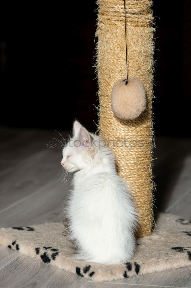 Similar – junge Maine Coon Katze steht auf einem Sisal Teppich und sieht nach oben