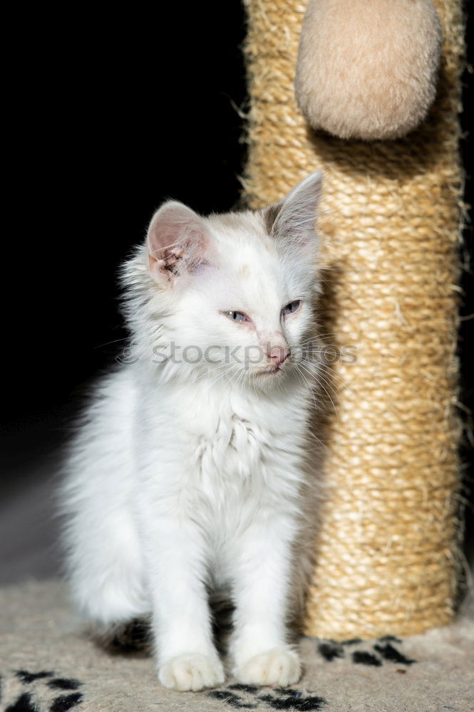 Similar – Small white cat Beautiful