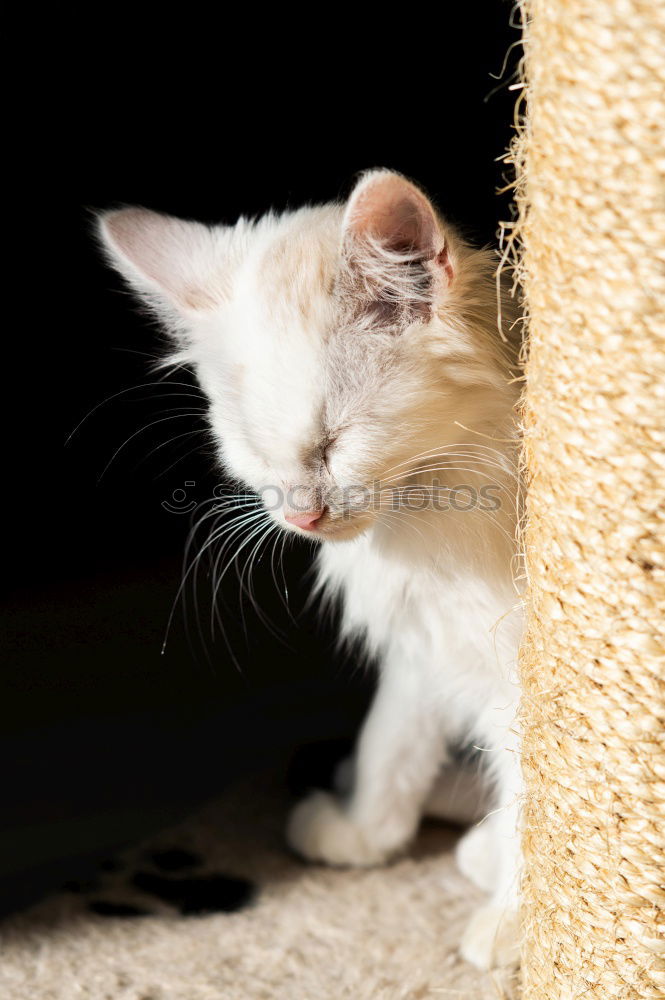 Similar – Image, Stock Photo On the lookout Animal Pet