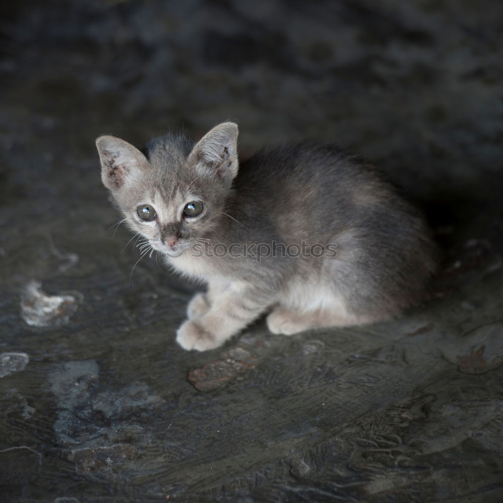 Similar – little cat dozes in hiding