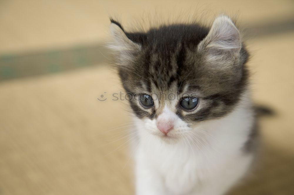 Similar – Kulleraugenkätzchen Katze