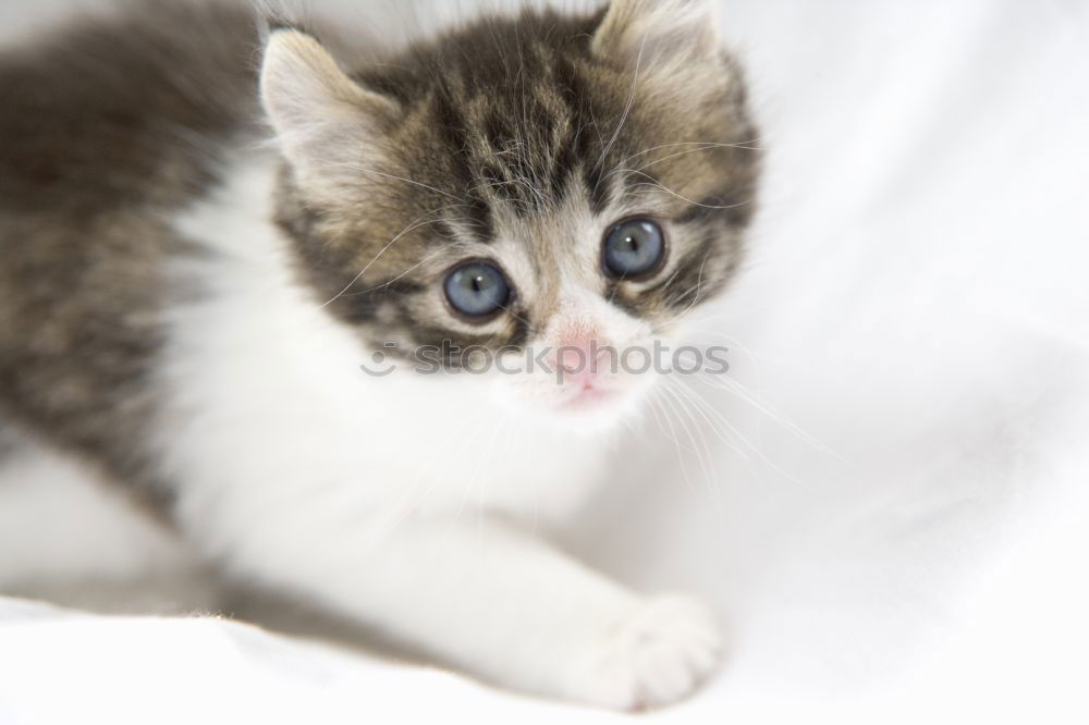 Similar – Image, Stock Photo Stray kitten sitting and looking at camera