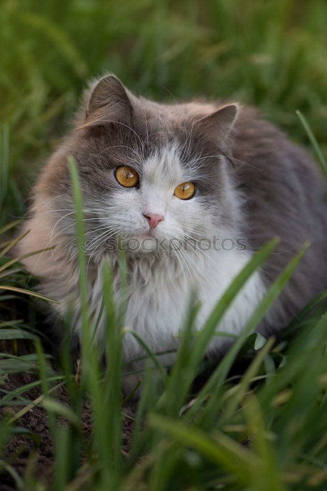 Similar – Image, Stock Photo A Friendly Earth Grass