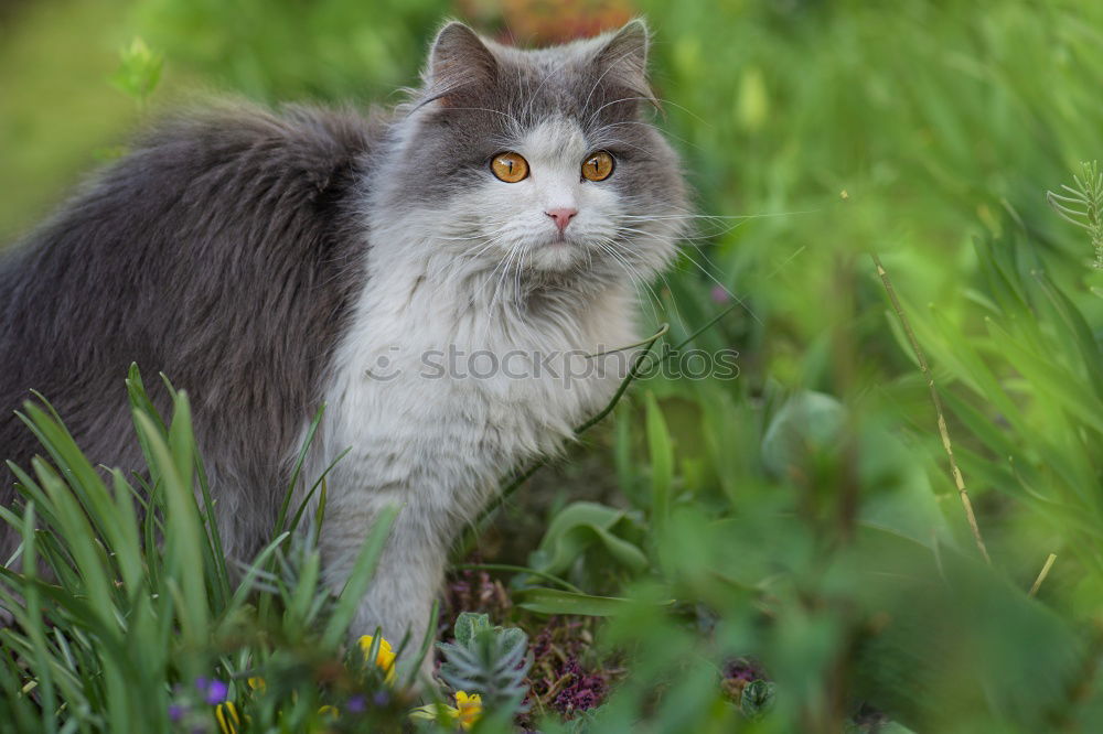 Similar – Image, Stock Photo Cat in Happiness Nature