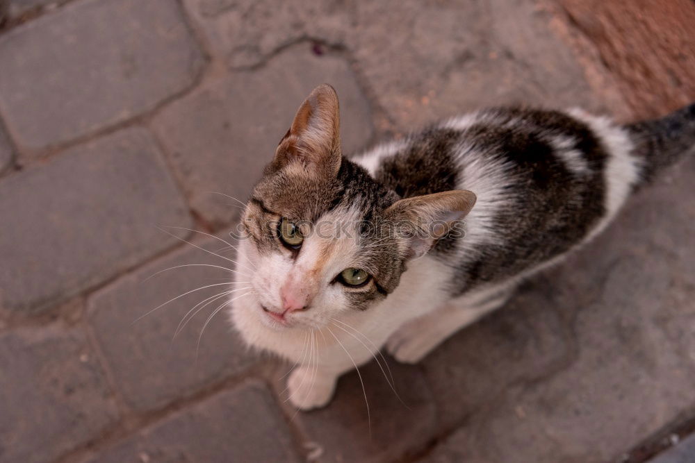 Similar – Tierisch gut: Cat Door