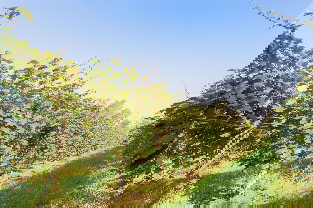 Similar – Foto Bild lauf Junge, lauf Frühling