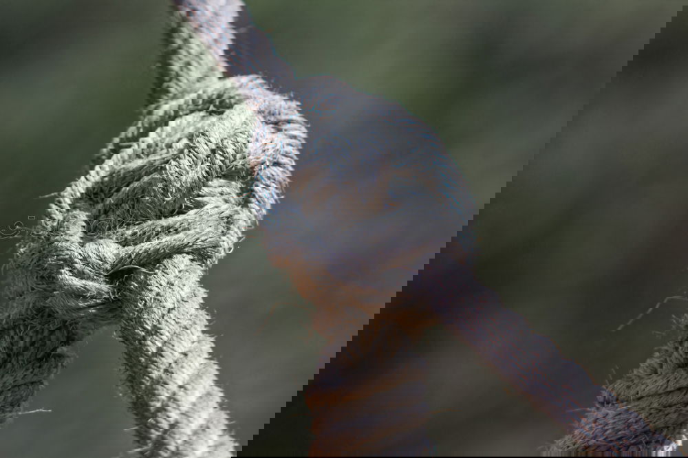 Similar – Image, Stock Photo Ropes tied in knots