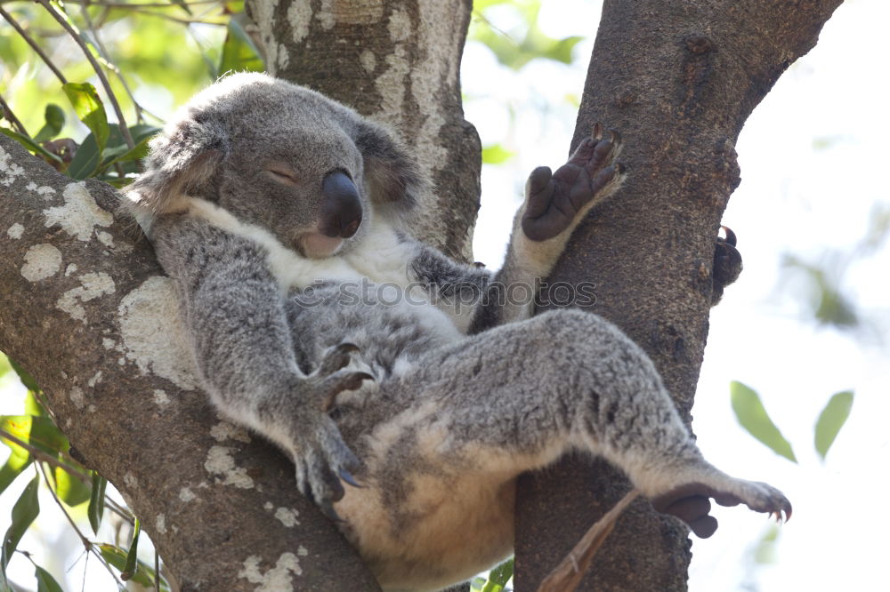 Similar – Image, Stock Photo koalalalala SECOND Tree