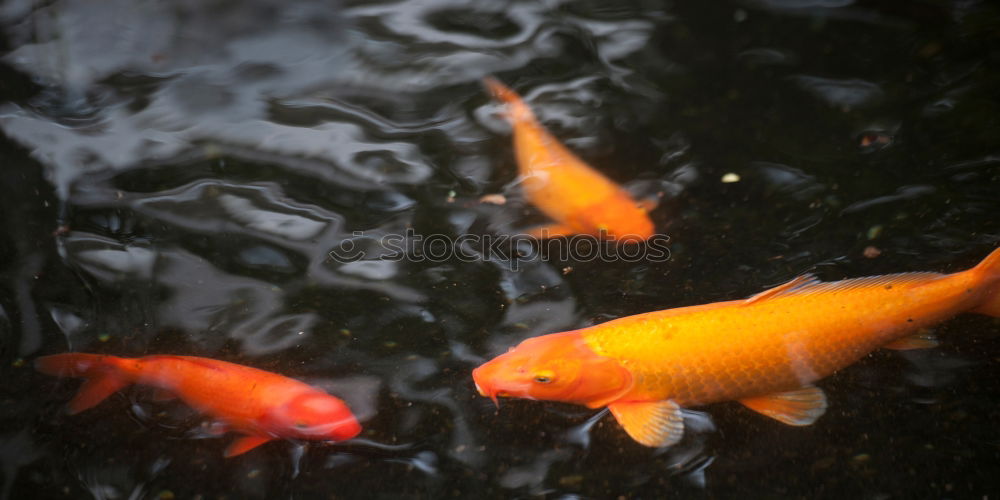 Similar – Golden fishes Goldfish