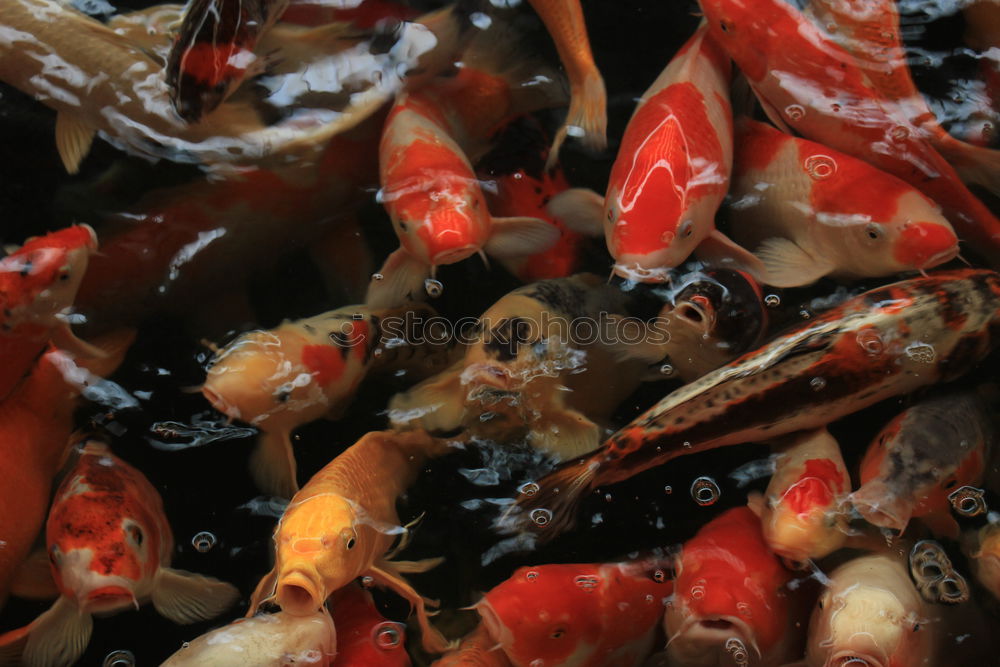 Similar – Image, Stock Photo koi Animal Fish Aquarium