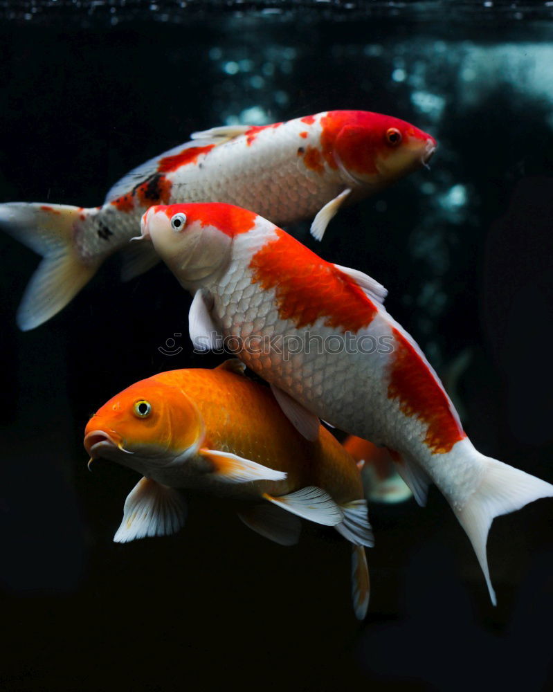 Similar – Image, Stock Photo Genuinely cute Goldfish