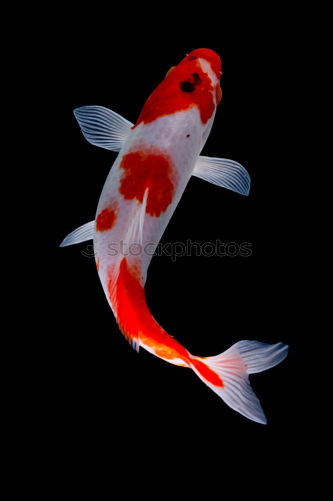 Similar – Foto Bild KOI Fisch Koi schleimig