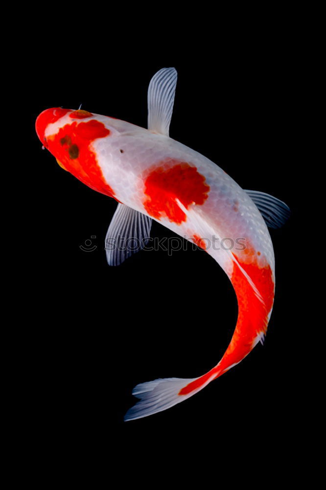 Similar – Image, Stock Photo Genuinely cute Goldfish