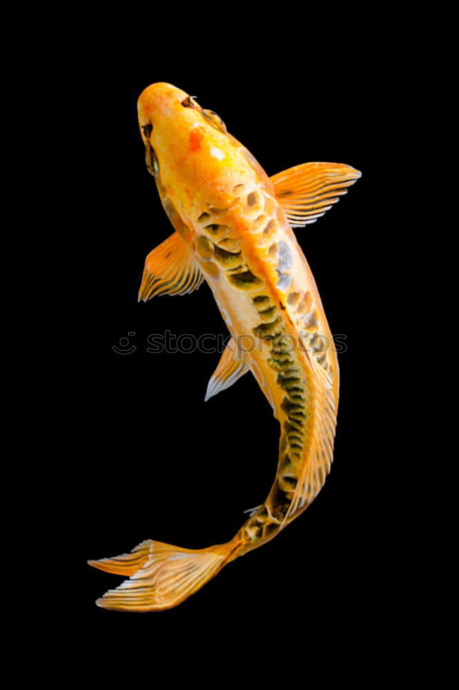 Similar – Image, Stock Photo Genuinely cute Goldfish