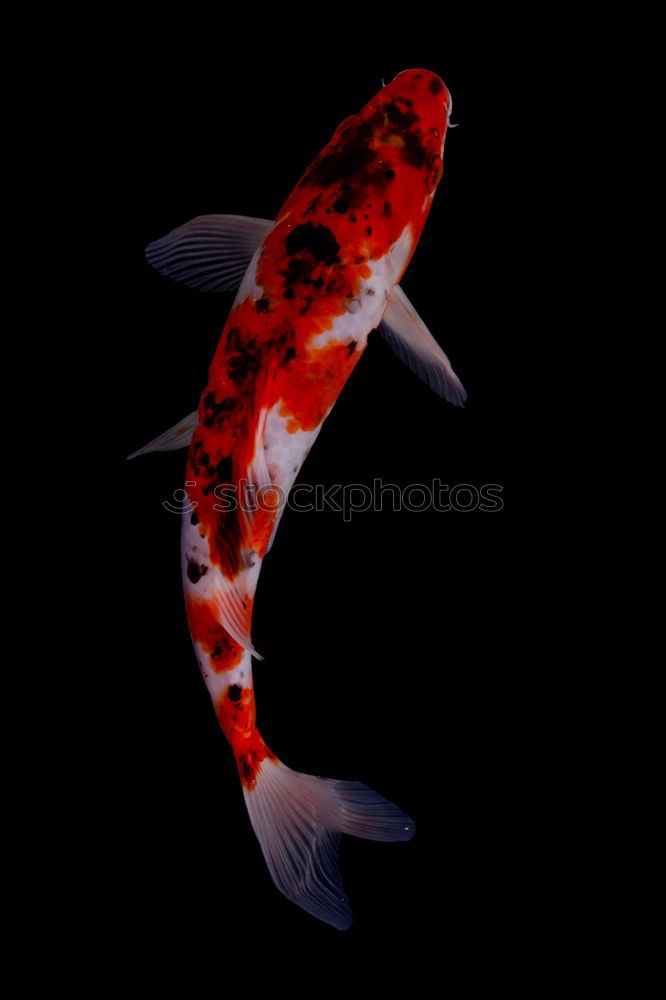 Similar – Foto Bild KOI Fisch Koi schleimig