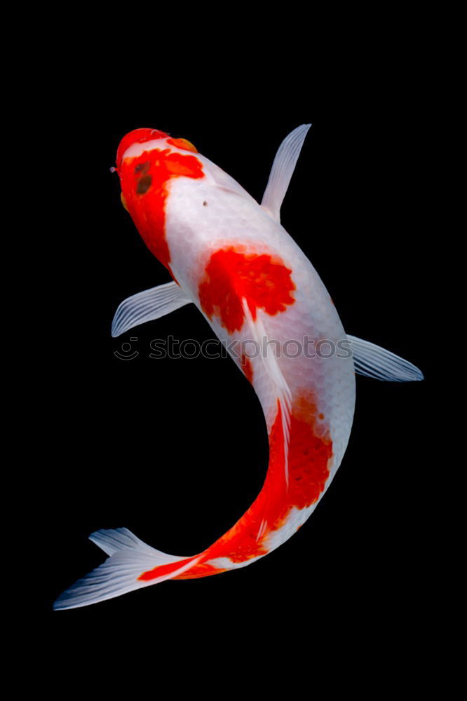 Similar – Foto Bild KOI Fisch Koi schleimig