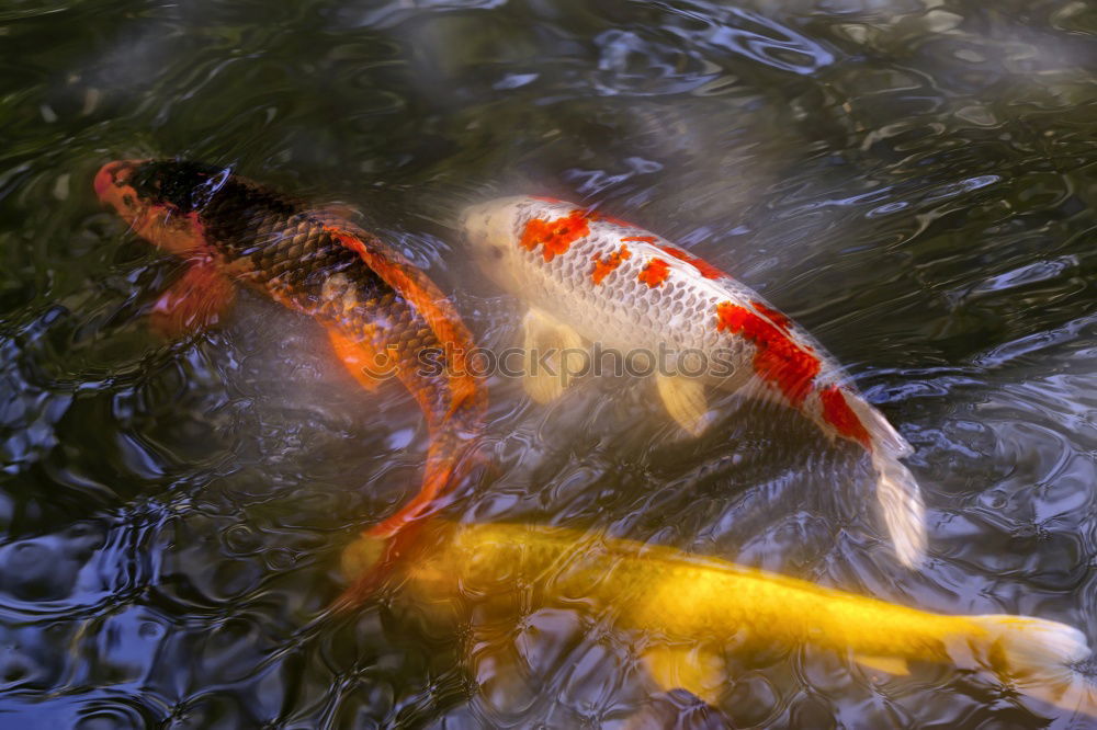 Similar – Image, Stock Photo AAAH my eye Animal Water