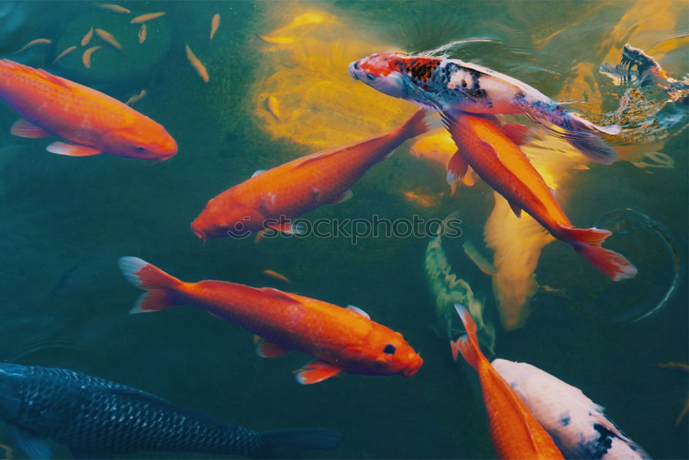 Similar – Golden fishes Goldfish