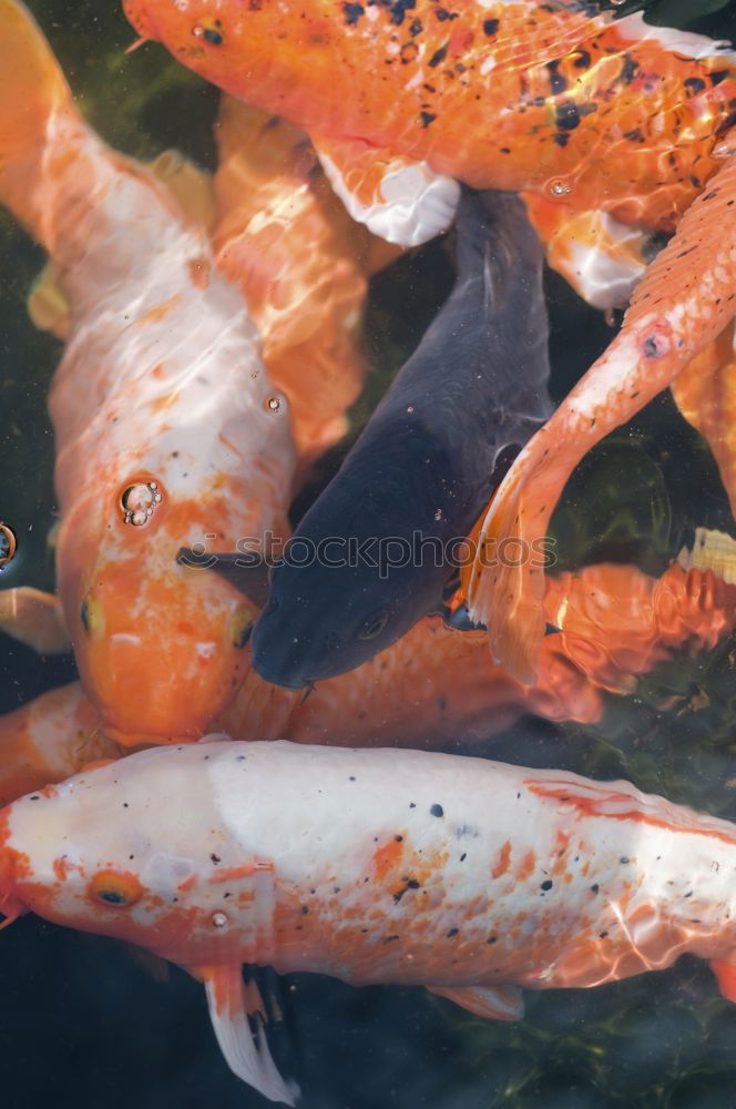 Similar – Image, Stock Photo food jogging Animal Water