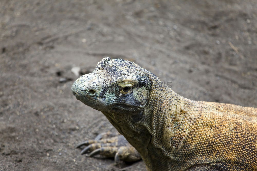 Similar – sea lizard Marine iguana