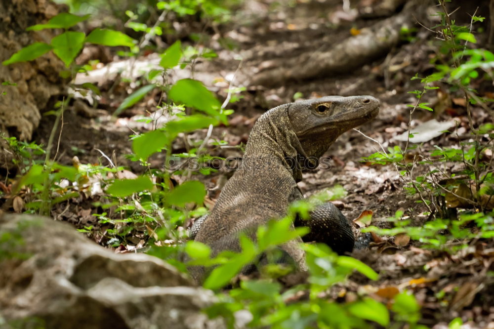 Similar – Image, Stock Photo You got something for me?, Green Lizard is looking for a photographer on Fraser Island. Queensland / Australia